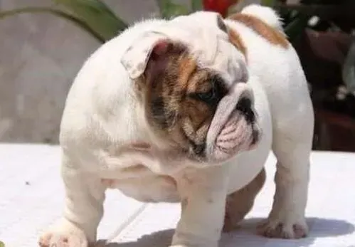 英国斗牛犬|冬季如何避免斗牛犬患上疾病