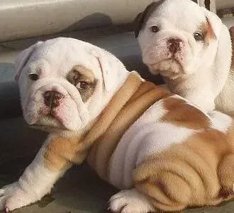 英国斗牛犬|老年斗牛犬的养护经验分享