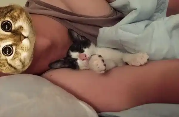 好奇！给妈妈敷猫面膜的比比是为了安全感么 | 猫