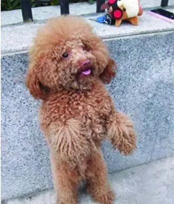 泰迪狗狗的训练方法 几个月的时候开始训练 | 泰迪