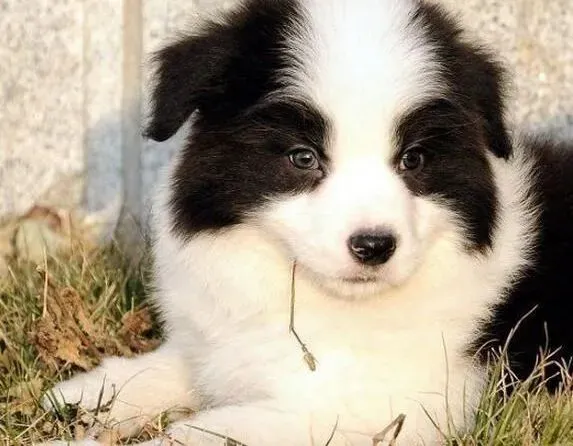 边境牧羊犬|边境牧羊犬身上值得我们学习的优点