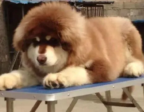 阿拉斯加犬|轻松遛大型犬 溜阿拉斯加雪橇犬方法要正确