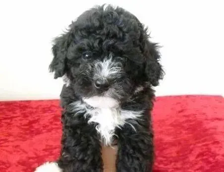 贵宾犬|贵宾犬干咳好像有痰咳不出来怎么办
