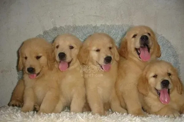 金毛寻回犬好养吗 金毛寻回犬还是比较好养的 | 金毛寻回犬