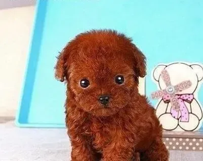 泰迪犬|训犬小常识 利用泰迪犬的等级心理来训练