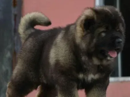 高加索犬|高加索犬过于肥胖是生病的前兆