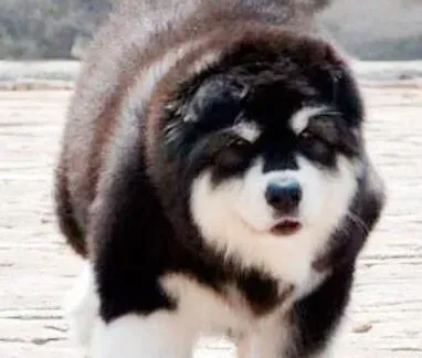 阿拉斯加犬|为什么阿拉斯加雪橇犬会和同伴产生矛盾