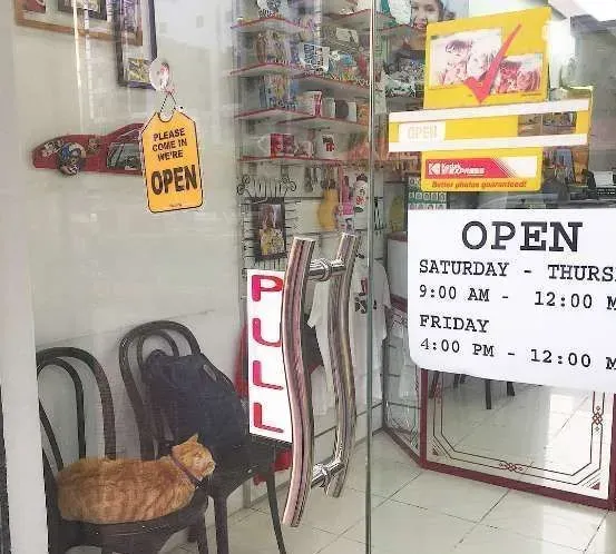 冲刷店的镇店之宝 当地的人气偶像原来是它 | 猫