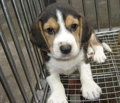 比格犬|详细介绍比格犬洁牙必备物品——洁齿凝胶