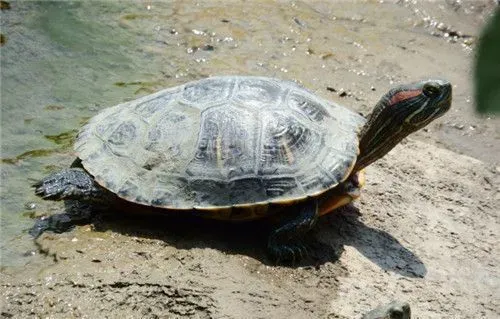 乌龟流鼻涕了怎么办 宠物龟流鼻涕的原因 | 乌龟