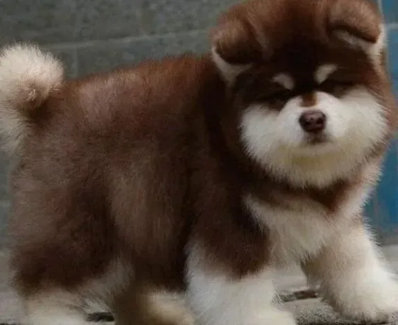 阿拉斯加犬|阿拉斯加犬具体的换牙时间在几月