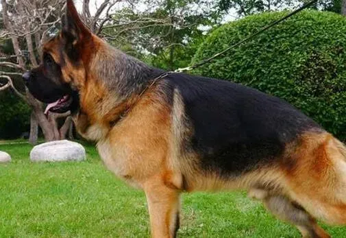 德国牧羊犬|德国牧羊犬产后不怎么吃饭，口吐黄水是怎么了