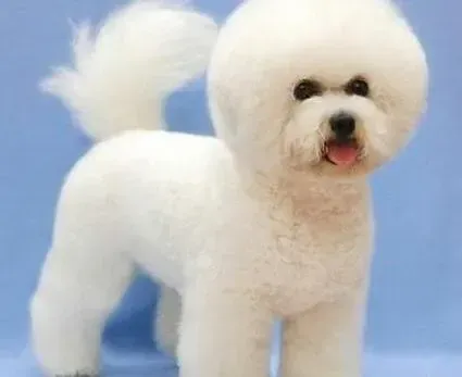 比熊犬|比熊犬拉稀一直不好，求有效的解决办法