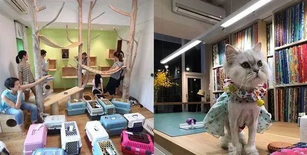 说好的主子形象呢? 亏鸡姐妹花挤眉弄眼式讨吃 | 猫