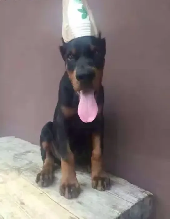 杜宾犬|杜宾犬不能长期吃动物肝脏的原因有哪些