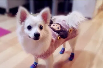 银狐犬几月份发情 一年发情两次 | 银狐犬