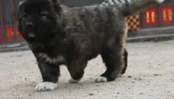 高加索犬|提高狗狗注意力 让训练高加索犬的工作变得更简单