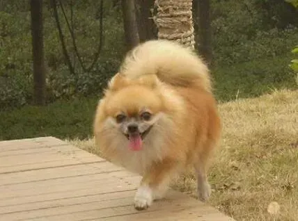 博美犬|养犬常识普及 饲养博美犬常见的几个小问题
