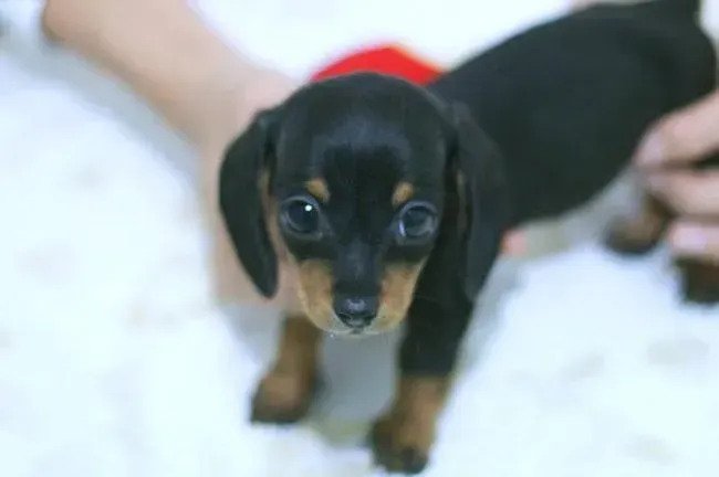 腊肠犬|腊肠犬的体重超标怎么办