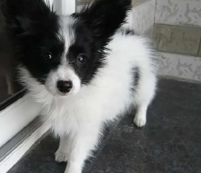 蝴蝶犬|蝴蝶犬有点胖了如何帮助它减肥