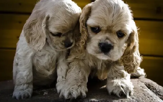 可卡犬|可卡犬一天吃多少狗粮才是最健康的