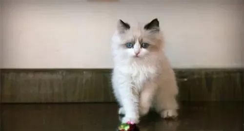 布偶猫早上很兴奋一直叫 布偶猫一直叫的原因 | 布偶猫