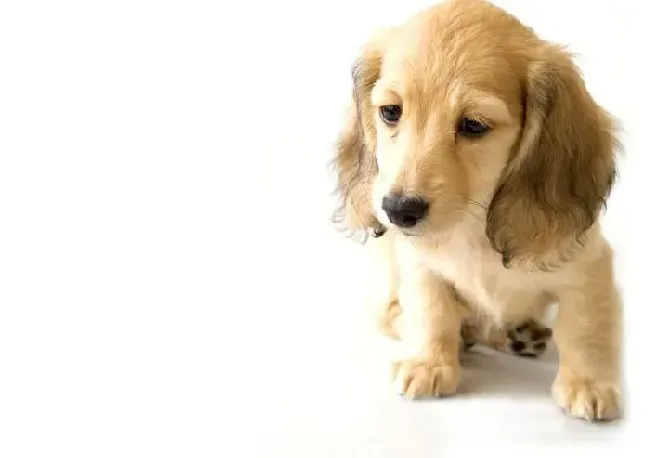 腊肠犬|照顾腊肠犬期间必知的五件事情