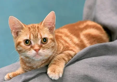 怀孕猫吃什么 可根据猫咪的特点来确定饮食 | 猫