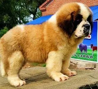圣伯纳犬|圣伯纳犬不吃饭，没精神呕吐没事吧