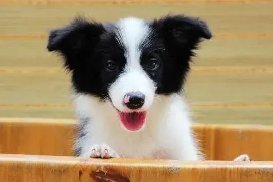 边境牧羊犬|边境牧羊犬的呼吸特别急促是正常现象吗