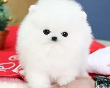 博美犬|优生优育 博美犬怀孕前准备知识集锦