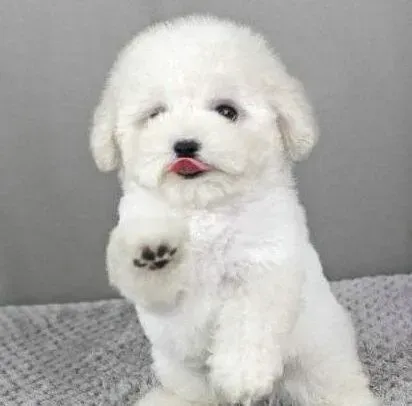泰迪犬|泰迪犬左前腿不小心瘸了，怎么判断严不严重