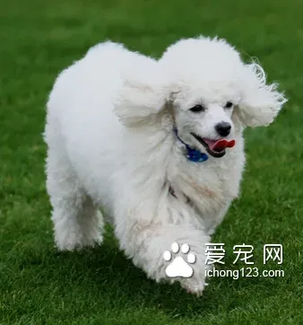 贵宾幼犬吃什么狗粮好 建议买优质的狗粮 | 狗粮