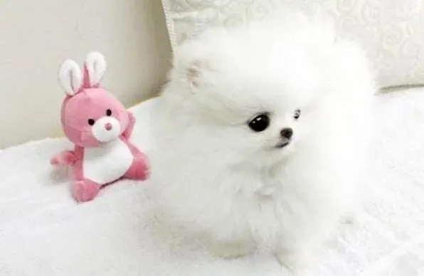 博美犬|关于狗粮适口性的问题 如何正确选择博美犬狗粮