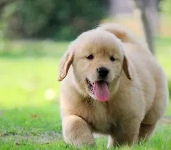 金毛|金毛犬地包天特别严重怎么治疗