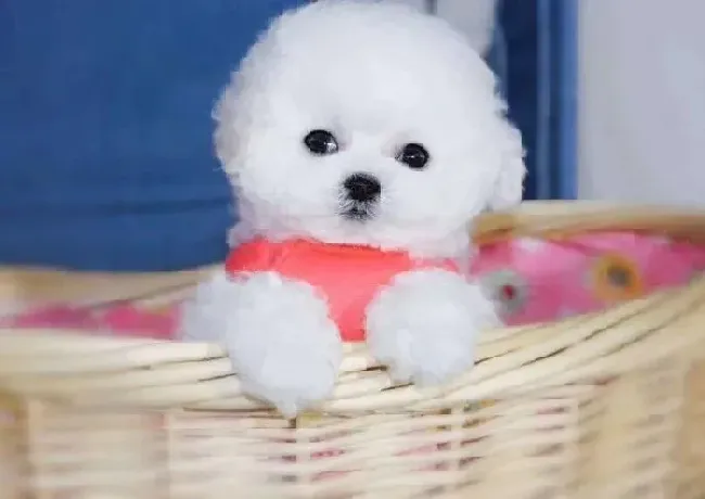 比熊犬|比熊犬得了细小，拉深绿色的便便严重么
