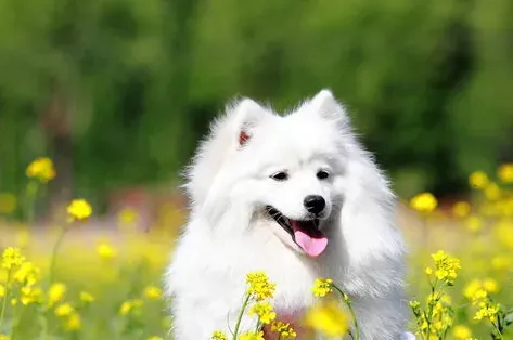 银狐犬几月份发情 一年发情两次 | 银狐犬