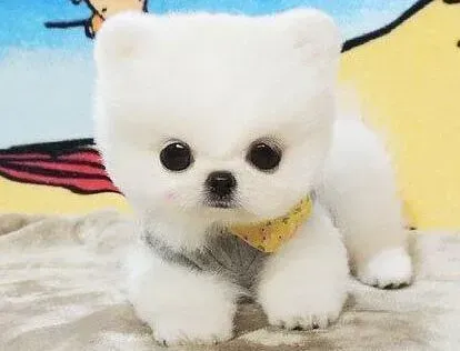 博美犬|博美犬贫血加严重营养不良怎么办