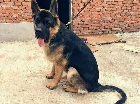 德国牧羊犬|饲养德国牧羊犬主人们要注意营养均衡
