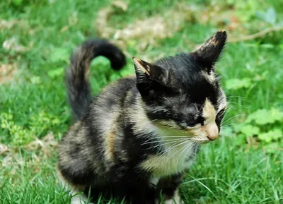 猫能吃鸭肝吗 不能经常喂食内脏类食物 | 猫