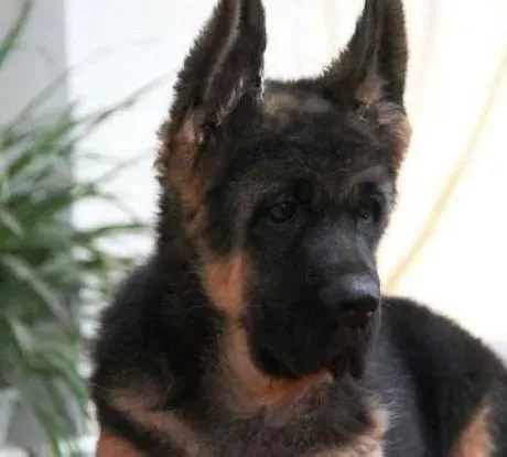 德国牧羊犬|训练大时代 如何让德国牧羊犬人见人爱