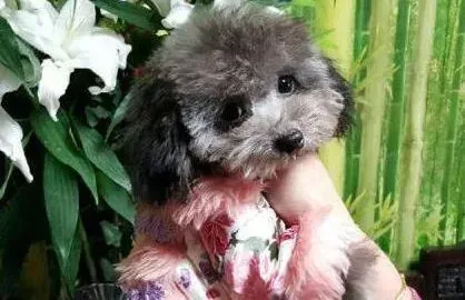 泰迪犬|泰迪犬身上脱皮而且有皮屑是生病了吗