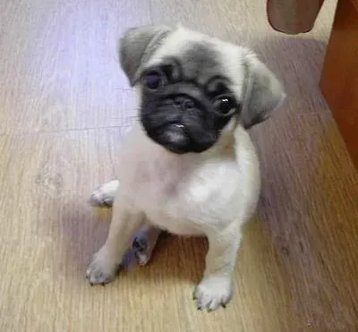 巴哥犬|巴哥犬突然拉虫子如何是好