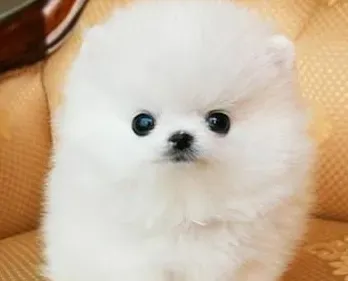 博美犬瘟热的治疗方法 博美犬瘟热的处理方法 | 博美