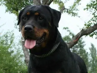 罗威纳犬|请问罗威纳犬感冒的症状及医治方法是什么