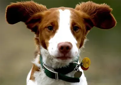 威尔士跳猎犬的养护常识 注意清洁眼屎 | 威尔士跳猎犬