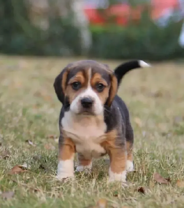 比格犬|比格犬的非反射行为与训练方法