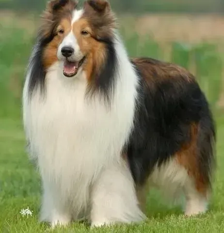 喜乐蒂|关于喜乐蒂犬去海边之必备行装说明