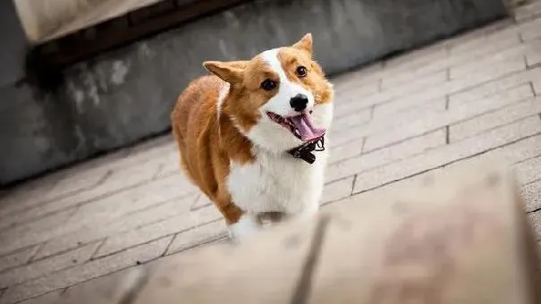 柯基犬|给柯基犬选择零食 避开禁忌更健康