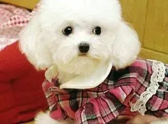贵宾犬|贵宾犬吃完就睡觉不爱动弹有没有事